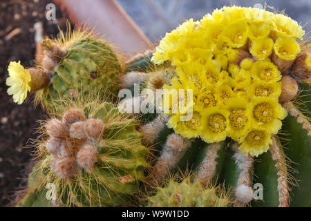 Selective focus, Cactus avec de belles fleurs de cactus vert rond jaune avec des fleurs jaunes. Banque D'Images