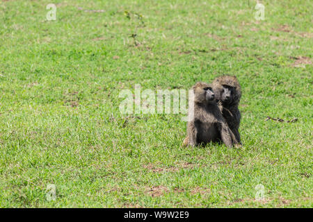 La faune couleur portrait de deux babouins assis isolé sur grand salon de l'herbe, pris sur l'Ol Pejeta Conservancy, au Kenya. Banque D'Images