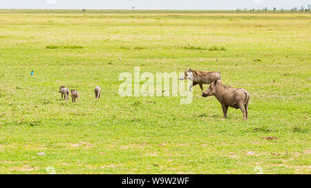 La faune couleur Photographie de famille de phacochères sauvages une errance plaine kenyan. Banque D'Images