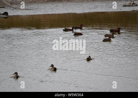 Canards à un marais/lac à Aguascalientes, Mexique. Banque D'Images