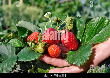 La main du jardinier montrant belle état du fraisier croissante Banque D'Images