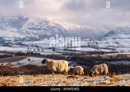 Moutons paissent sur les pâturages sur Latrigg est tombée au-dessus de la vallée de Greta en Angleterre du Lake District. Banque D'Images