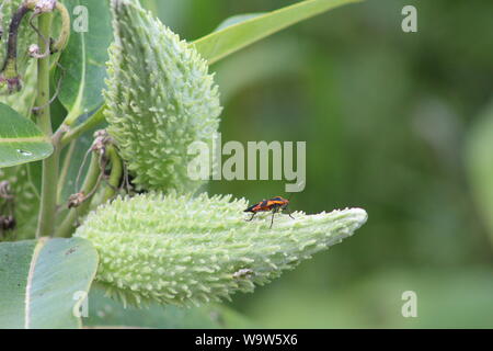 Mauvaises herbes lait avec pod bug Banque D'Images