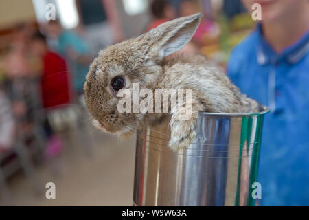 Adorable bébé lapin . Gentil animal avec des cheveux. A Pâques lapin comme symbole de célébration. Trois petits lapins bébé en argent pastel pots en métal . Ea Banque D'Images