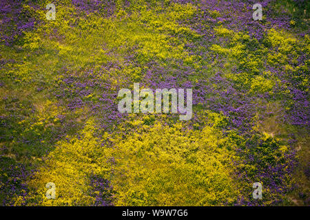 Une palette de fleurs sauvages la gamme de tapis Temblor au printemps Super Bloom in California's Carrizo Plain National Monument. Banque D'Images