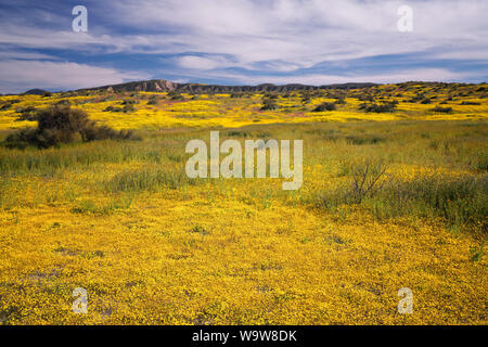 Une palette de fleurs sauvages la gamme de tapis Temblor au printemps Super Bloom in California's Carrizo Plain National Monument. Banque D'Images