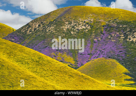 Une palette de fleurs sauvages la gamme de tapis Temblor au printemps Super Bloom in California's Carrizo Plain National Monument. Banque D'Images