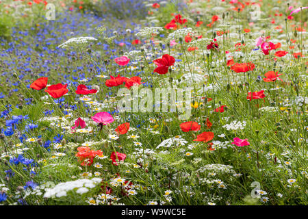 Des fleurs dans le jardin clos à l'Vyne, 16th-century country house and Estate, près de Basingstoke, Hampshire, Angleterre Banque D'Images