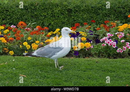 Goéland argenté (Larus argentatus) à un parc, Warnemünde, Rostock, Schleswig-Holstein, Allemagne Banque D'Images