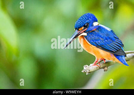 Un magnifique hibou kingfisher trouvés à côté d'une piscine calme loin de la rivière Kinabatangan, au Sabah, Bornéo Banque D'Images