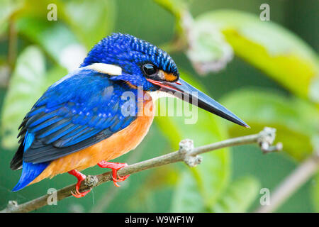 Un magnifique hibou kingfisher trouvés à côté d'une piscine calme loin de la rivière Kinabatangan, au Sabah, Bornéo Banque D'Images