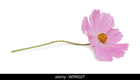 Grandes fleurs rose cosmea se trouve isolé sur fond blanc libre Banque D'Images