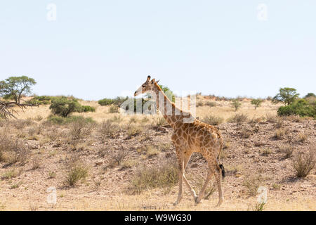 , Girafe Giraffa camelopardalis, marcher le long de la rivière Auob à sec, Kgalagadi Transfrontier Park, Northern Cape, Afrique du Sud Banque D'Images