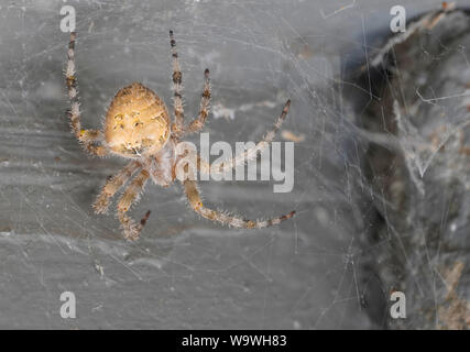 Une très grande araignée Orb de décider de prendre un site web à pied tôt le matin. Banque D'Images