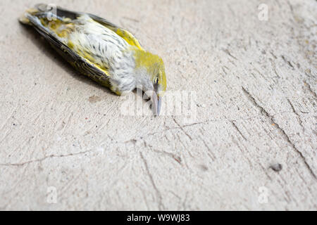 Loriot oiseau mort (Oriolus oriolus) ou simplement golden oriole sur béton gris Banque D'Images