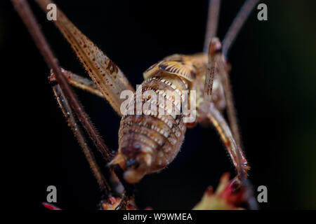 Close-up of a brown katydid nymphe (Tettigoniidae), insectes illustré dans beaucoup de détails Banque D'Images