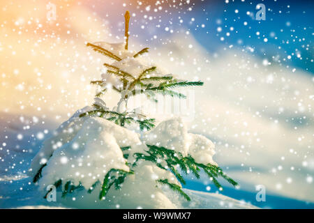 Les jeunes offres sapin avec les aiguilles vertes couvertes de neige profonde et de la gelée blanche et de grands flocons sur l'espace de copie couleur bleu flou l'arrière-plan. Banque D'Images