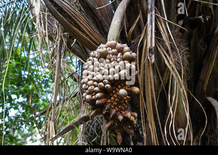 Close-up of bouquet de fruits exotiques sur le Palm Urucuri palmier dans la forêt. Aliment très nutritif pour les personnes et les animaux de la forêt amazonienne. Banque D'Images