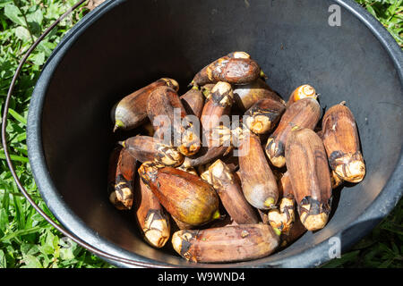 Close up de Urucuri fruits de palmier noir à l'intérieur de la benne. Très nutritifs, ils sont utilisés dans l'alimentation des animaux de la forêt et même de personnes. Banque D'Images