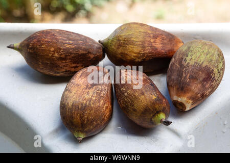 Close-up de Urucuri fruits de palmier isolé sur fond clair. Très nutritifs, ils sont utilisés comme nourriture pour les gens et les animaux dans la forêt amazonienne. Banque D'Images