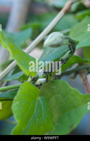 Mourning forest - pucerons, mouche noire - Aphidoidea sur bouton floral Banque D'Images