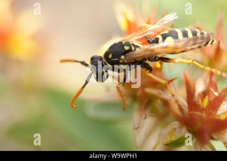 European paper wasp (Polistes dominula) Banque D'Images