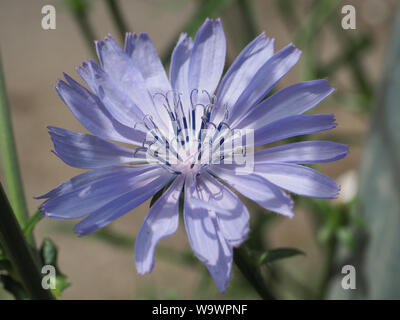 Chicorée Cichorium intybus ou commune de fleurs communément appelé marins bleu, chicorée, café, mauvaises herbes ou succory est une plante herbacée. Close up. Banque D'Images