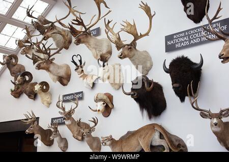 La Collection nationale des chefs et les cornes au Johnny Morris' Merveilles du Musée National de la faune et de l'Aquarium à Springfield, MO, USA. Banque D'Images