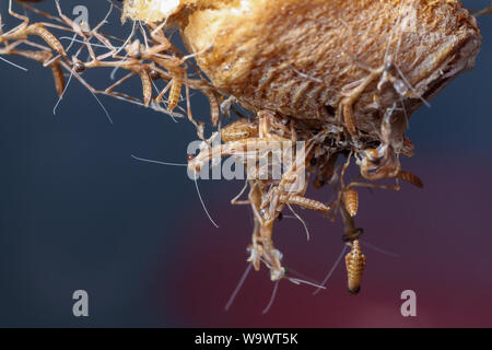 Mantis Macro d'un oothecae avec l'éclosion, les larves attaquent mantis venant de l'oeufs Banque D'Images