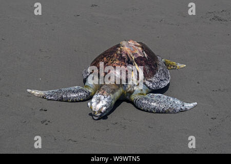 Disparition d'Eretmochelys imbricata tortue de mer (Eretmochelys imbricata) tués par hélice de bateau à Ladrilleros, Côte pacifique de la Colombie. Banque D'Images