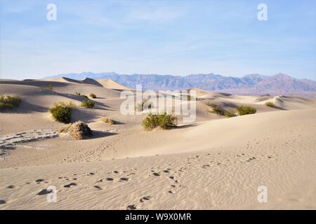 Des traces de pas dans le sable, Death Valley National Park Banque D'Images