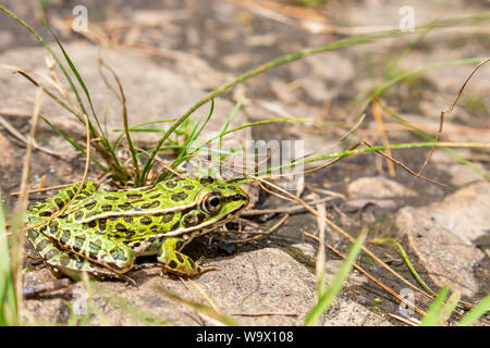 Une grenouille verte, avec des taches noires, se trouve sur le sol rocheux au milieu d'une dispersion de l'herbe, reste toujours dans l'espoir qu'il n'est pas vu. Banque D'Images