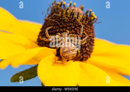 Un motif ARAIGNÉE CRABE Xysticus (ferox) attend une proie sur une black-eyed Susan fleur. Banque D'Images