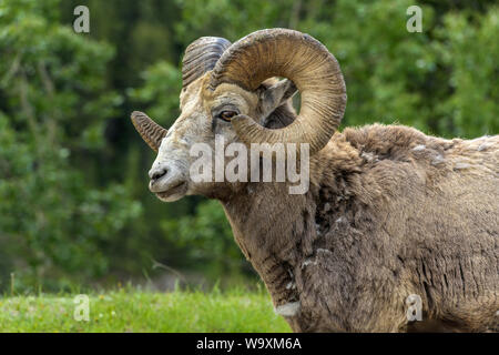 - Mouflon d'un close-up head-shot d'un mouflon ram sur un pré vert à bord d'une forêt près de deux Jack Lake, Banff National Park, Alberta, Canada. Banque D'Images