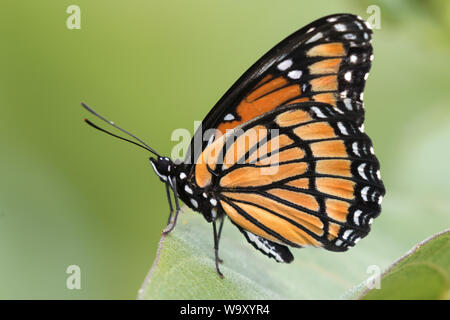 Le monarque (Danaus plexippus) perché sur fond vert, de l'Iowa Banque D'Images