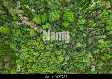 Vue de dessus de l'antenne, la texture de la forêt forêt de vue de dessus, vue de drones Banque D'Images