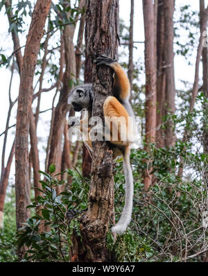 Diademed Sifaka (Propithecus diadema) Banque D'Images