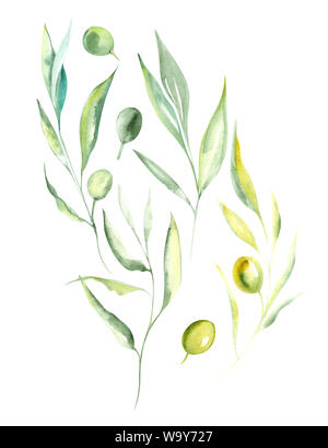 Illustration aquarelle dessin couleur verte de branches et de fruits d'olive dans un ensemble sur un fond isolé Banque D'Images