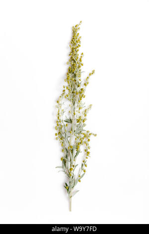 Herbes médicinales, l'armoise, Artemisia, gingembre vert sur fond blanc. Banque D'Images