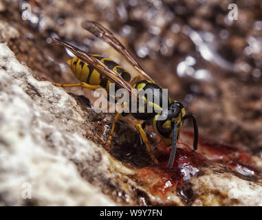 Droit d'une guêpe de manger un insecte de miel dans un environnement naturel. Mega macro shot. Extreme close-up. Banque D'Images