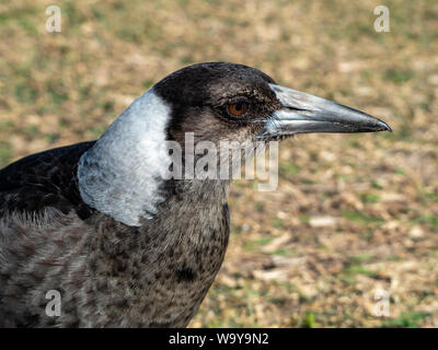 Gros plan portrait de la perspective latérale d'un oiseau australien, Magpie à plumes noir et blanc, gros plan, Australie. Détails du visage, de l'œil et du bec Banque D'Images