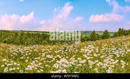 Lever du soleil sur l'été rose sereine camomille pré sur pente de colline. À l'horizon de vertes collines avec des forêts et des champs dans la brume brumeux. Scène d'été idyllique Banque D'Images