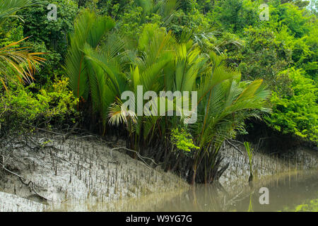 Nypa fruticans, communément connu sous le nom de palmier nipa Palm ou de mangrove ou Pata GED, à côté d'un canal dans le Sundarbans, le Bangladesh. Banque D'Images