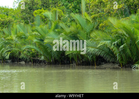 Nypa fruticans, communément connu sous le nom de palmier nipa Palm ou de mangrove ou Pata GED, à côté d'un canal dans le Sundarbans, le Bangladesh. Banque D'Images