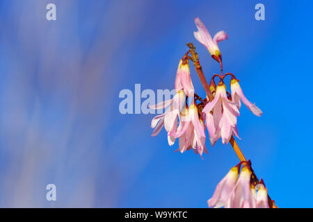 Abeliophyllum distichum fleurit au début du printemps Banque D'Images