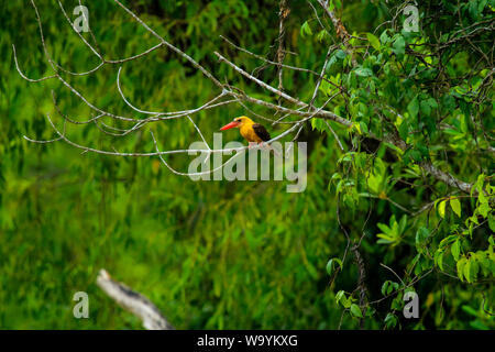 Brown-Khoirapakha Machranga ou kingfisher ailé à Sundarbans. Bagerhat, Bangladesh. Banque D'Images