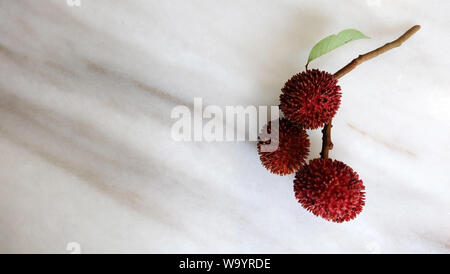 Une bande d'pulasan fruits, avec l'espace vide sur le côté gauche. Un fruit tropical rouge avec le nom scientifique Nephelium ramboutan-akea. Banque D'Images