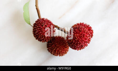 Une bande d'pulasan les fruits. Un fruit tropical rouge avec le nom scientifique Nephelium ramboutan-akea, elle est étroitement liée à des ramboutans. Banque D'Images