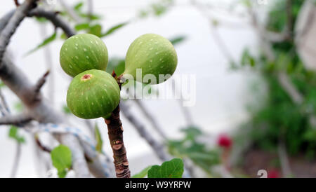 Trois figues vertes non mûres qui poussent sur la pointe d'une branche, avec jardin à l'arrière-plan flou. Banque D'Images