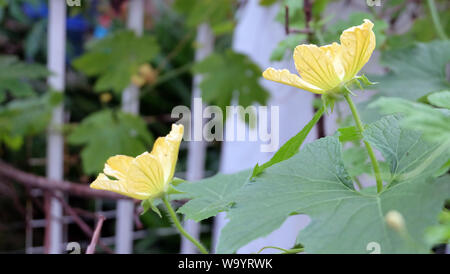 Deux fleurs jaune amer qui fleurit dans le jardin. Banque D'Images